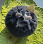 Blueberry Pin Keep