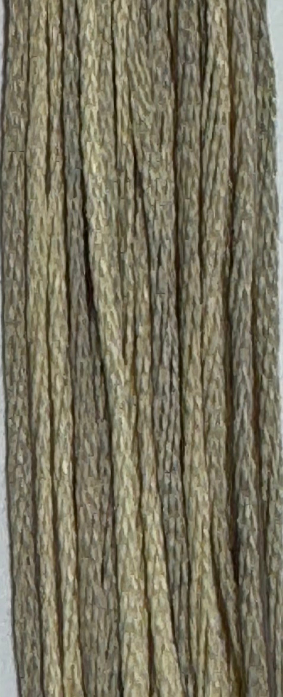 Weeks Dye Works; Coquina
